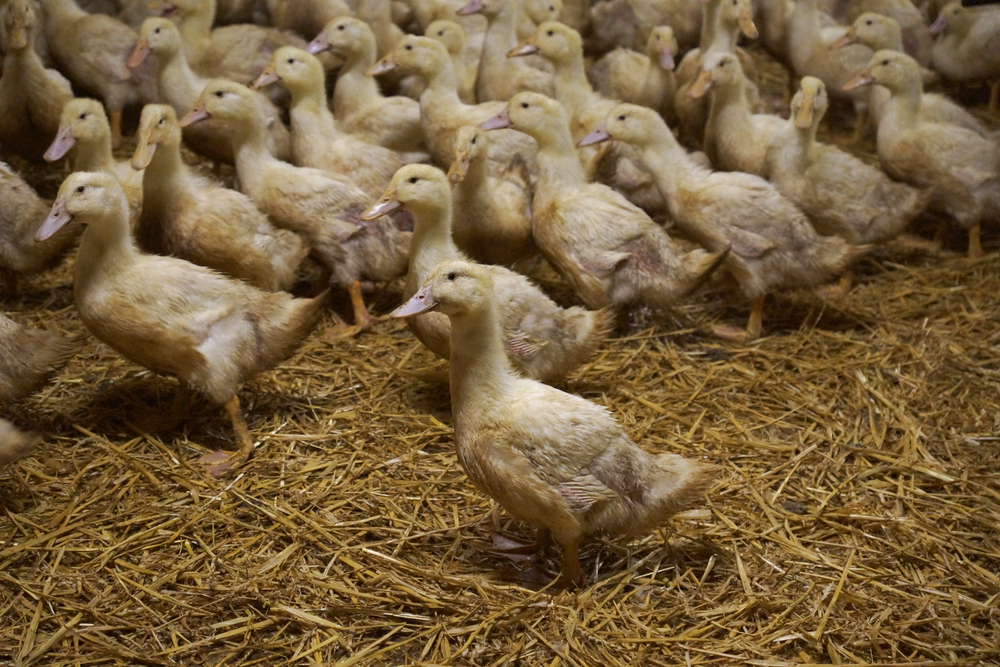 Pekin,Ducks,In,The,Indoor,Farm