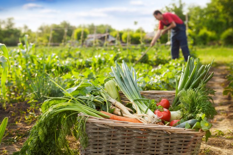 Les eurodéputés soutiennent l’agriculture bio mais négligent les objectifs de la stratégie « de la ferme à la table »