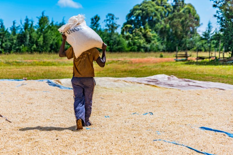 Sécurité alimentaire : l’UE et l'Afrique veulent unir leurs forces
