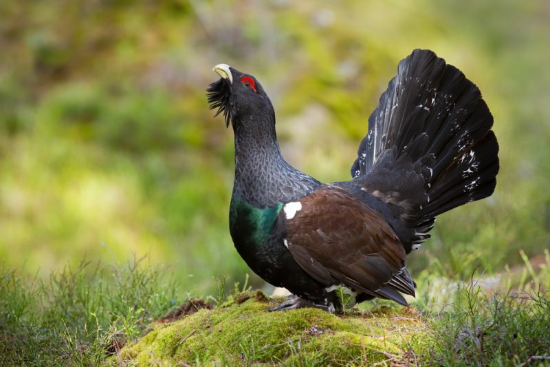 Un moratoire de cinq ans sur la chasse au Grand tétras