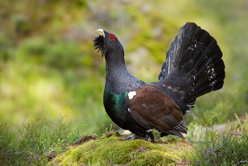 Aggressive,Western,Capercaillie,,Tetrao,Urogallus,,Male,Displaying,With,Open,Tail