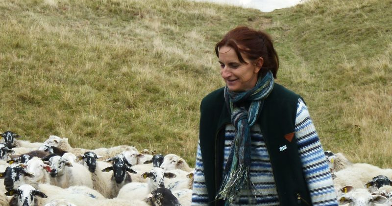 Accord UE-Nouvelle-Zélande : « l’agneau est sacrifié sur l’autel de la politique », selon la présidente de la Fédération nationale ovine