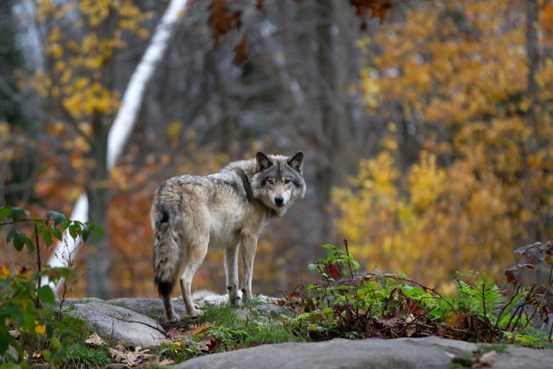 Tirs « défensifs » du loup : l’encadrement européen pris pour cible