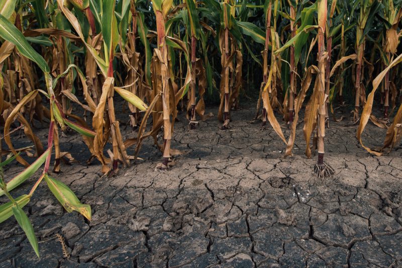La sécheresse pourrait mettre à mal l'augmentation de la production alimentaire de l'UE