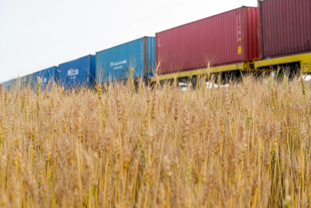 A,Freight,Train,Passes,By,A,Wheat,Field.,Ripened,Wheat