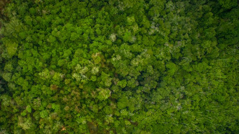 COP15 biodiversité : les 27 visent une position commune de l'UE d'ici octobre