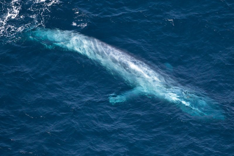 Mission SCANS IV : des scientifiques européens scrutent les cétacés depuis le ciel