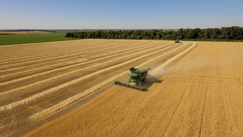 Ukraine,,Kharkiv,Region,July,5,,2019.,Harvesting,Wheat.,Photo,From