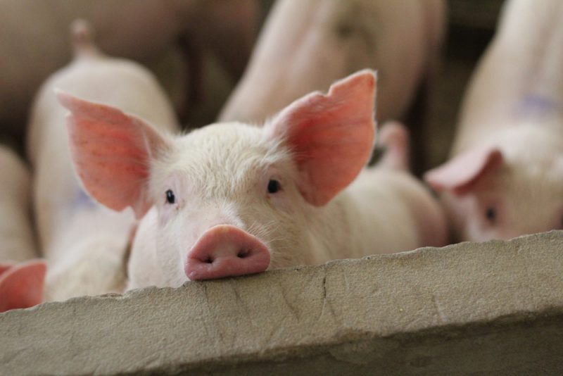 Les libéraux allemands assouplissent leur position sur la taxe sur le bien-être animal