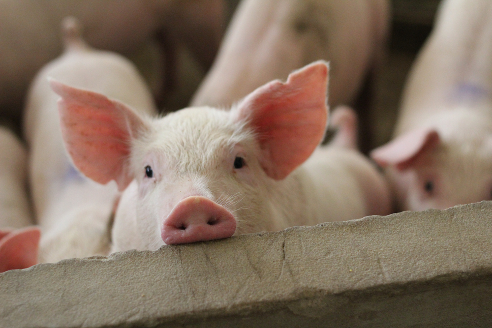 Fattening,Pigs,On,A,Large,Commercial,Breeding,Pig,Are,Looking