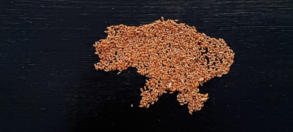 Ukrainian,Wheat.,Map,Of,Ukraine,In,Wheat.,Export,Of,Ukrainian