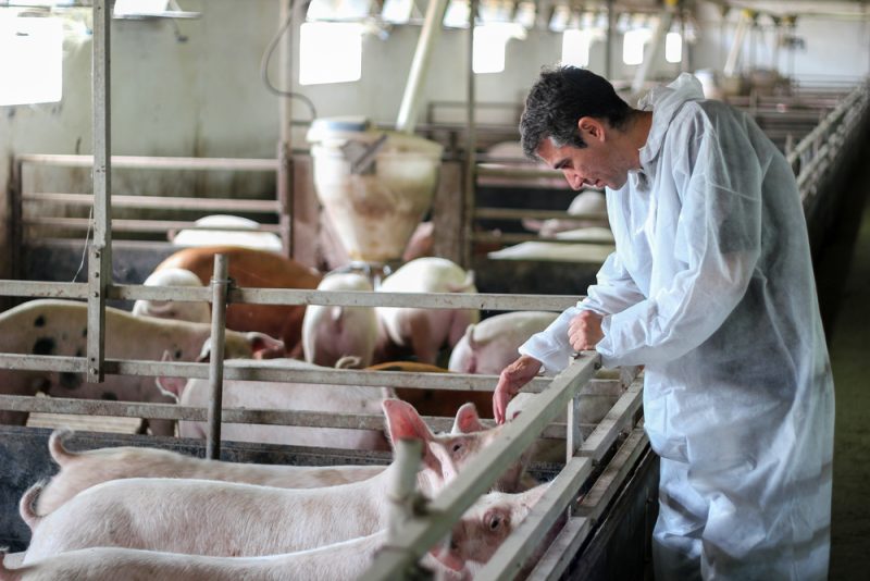 Bruxelles rejette la demande de Berlin de lever la zone de restriction pour la peste porcine