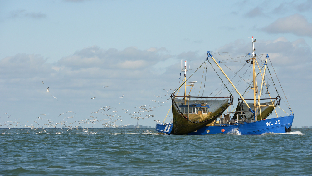 Fish,Trawler,At,Work,With,Seagulls,Flying,Behind,On,Waddenzee