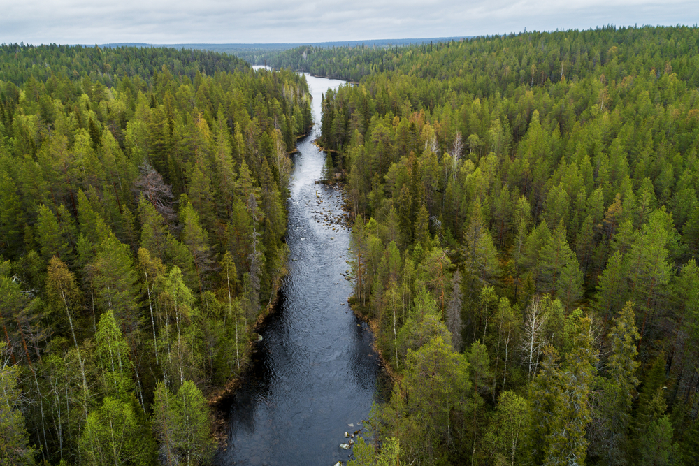 River,Rapids,In,The,Valley,Surrounded,With,A,Lush,Taiga