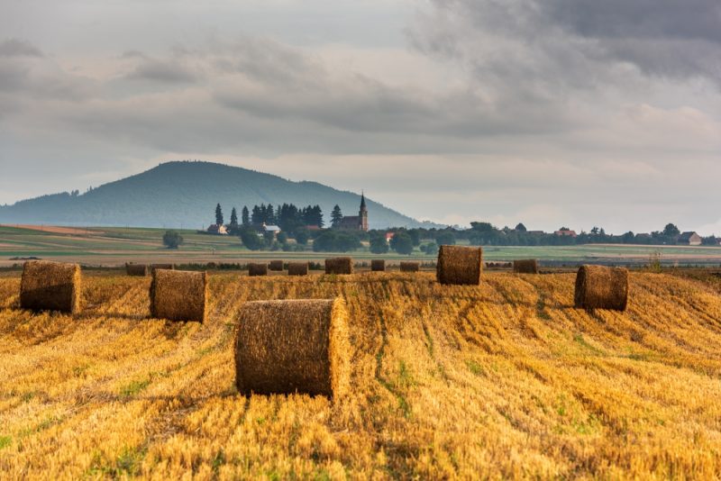 Les agriculteurs européens « en faillite » face l’afflux de céréales ukrainiennes, la Commission dément