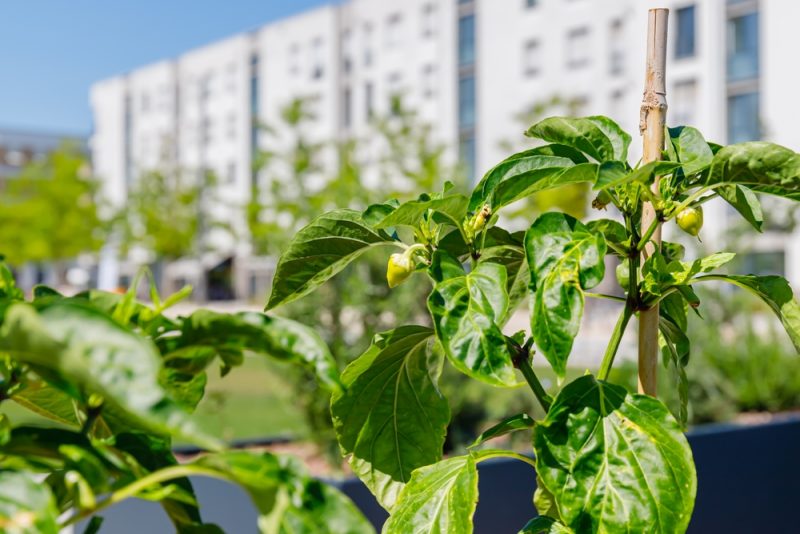 Agriculture urbaine : des rendements plus importants que dans les champs