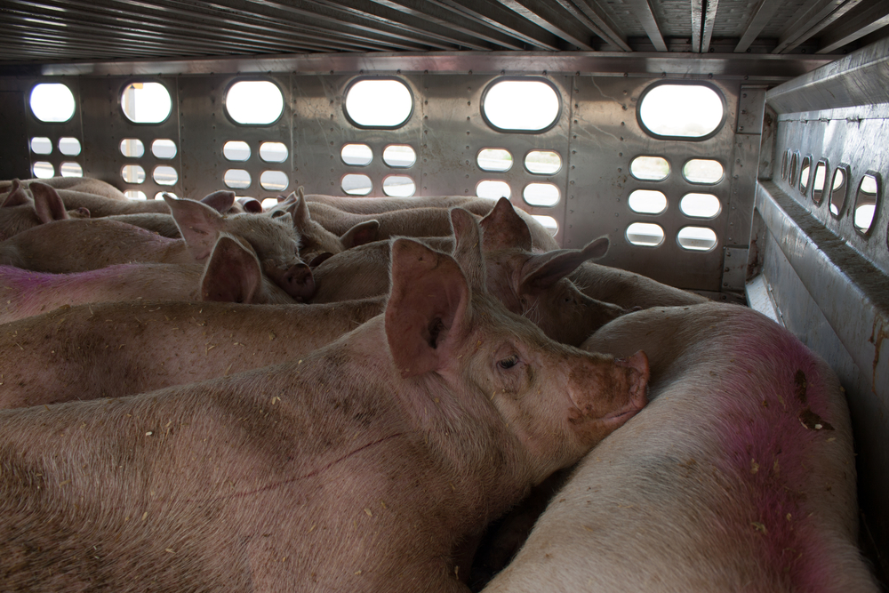 Pink,Pigs,On,An,Aluminum,Semi-truck,Trailer,Being,Shipped,To