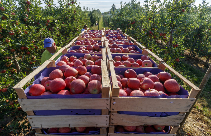 Les producteurs européens de fruits et de légumes tentent de sauver leurs récoltes alors que les prix de l’énergie s’envolent