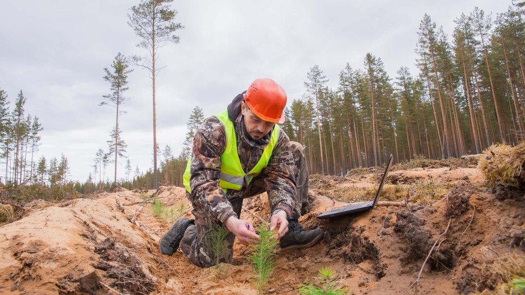 Climate smart forestry