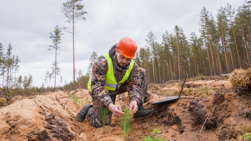 Les scientifiques demandent une gestion forestière « intelligente » face au réchauffement climatique