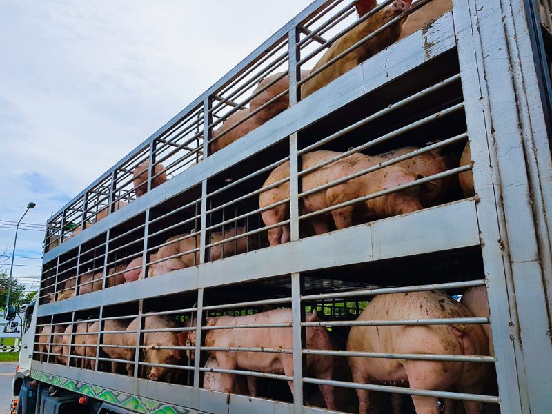 Réduire les temps de transport des animaux pour limiter l’augmentation des bactéries résistantes aux antimicrobiens