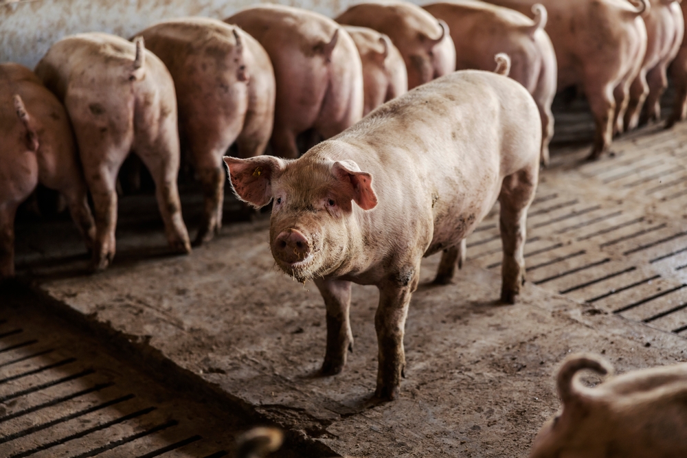 Curious,Pig,Standing,In,The,Pen,And,Looking,Straight,To