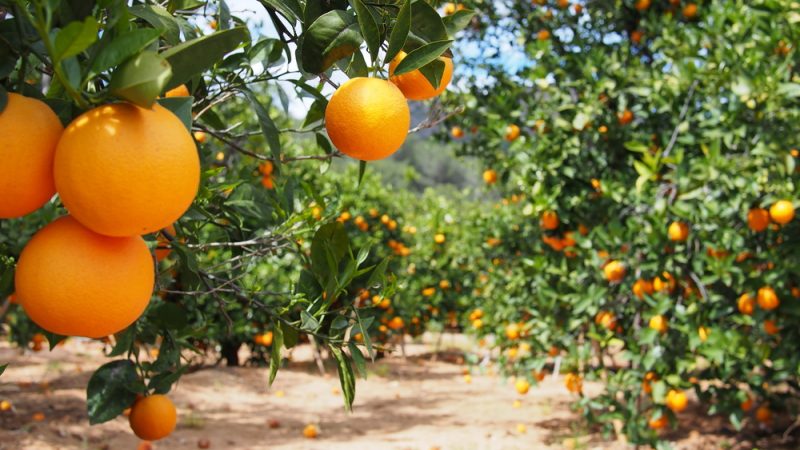 Un parasite sud-africain menace sérieusement la production d’agrumes de l’UE, avertissent les eurodéputés
