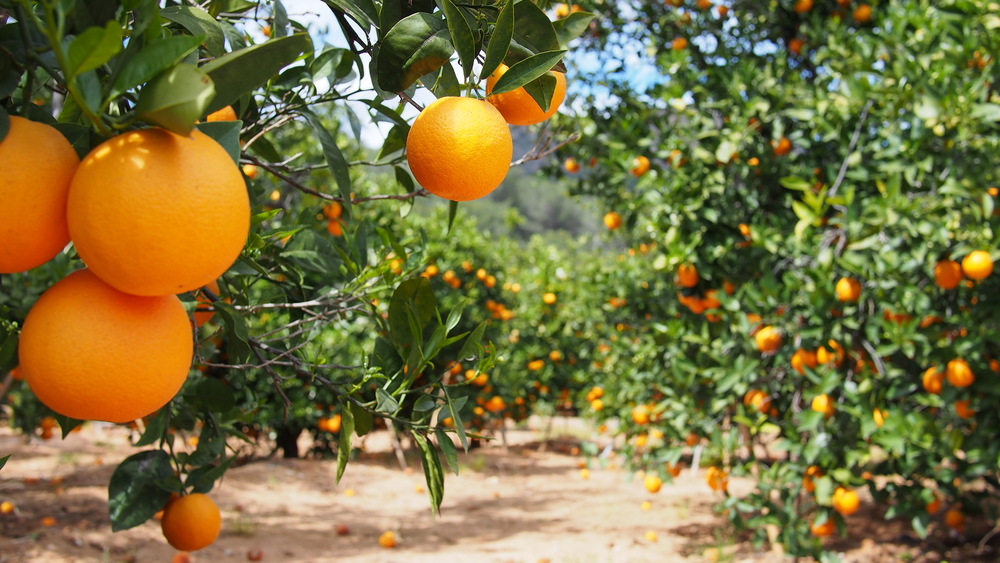 Bloomy,Orange,Garden,In,Valencia.,Spain.