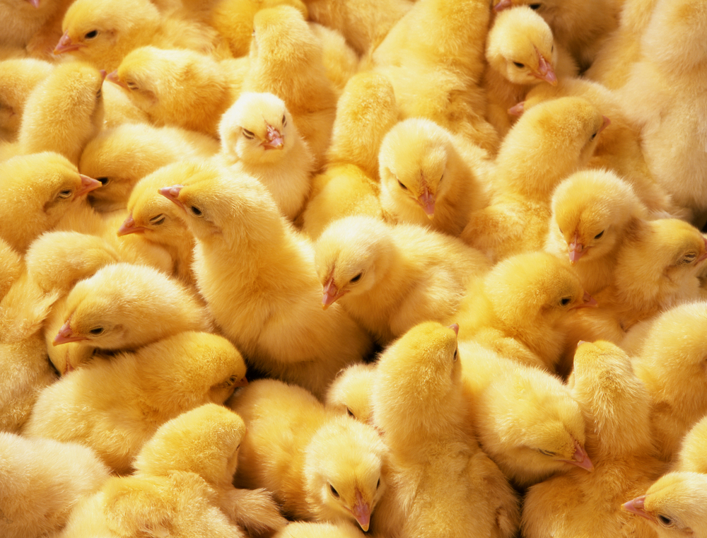 Photo,Hatched,Chicks,Closeup