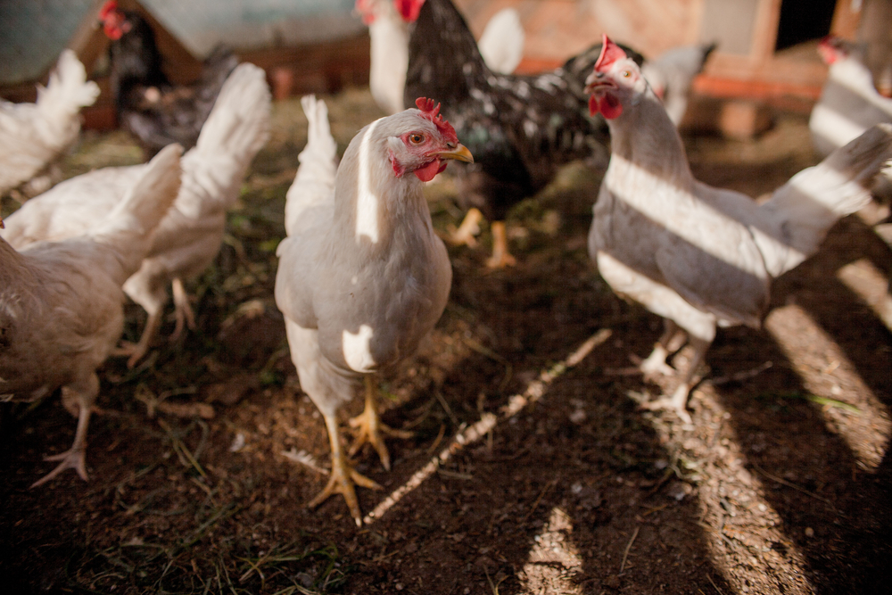 Chicken,Broilers.,Poultry,Farm