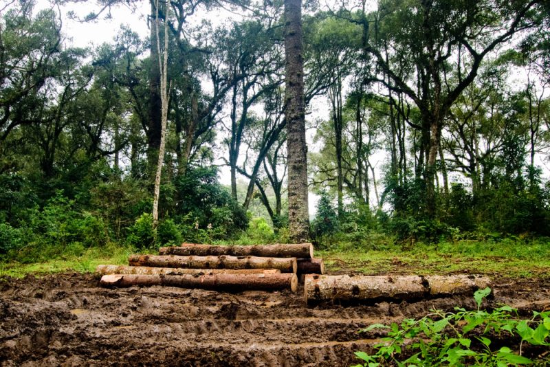 Biodiversité : les ONG dénoncent l'impact du projet de loi d'accélération des énergies renouvelables
