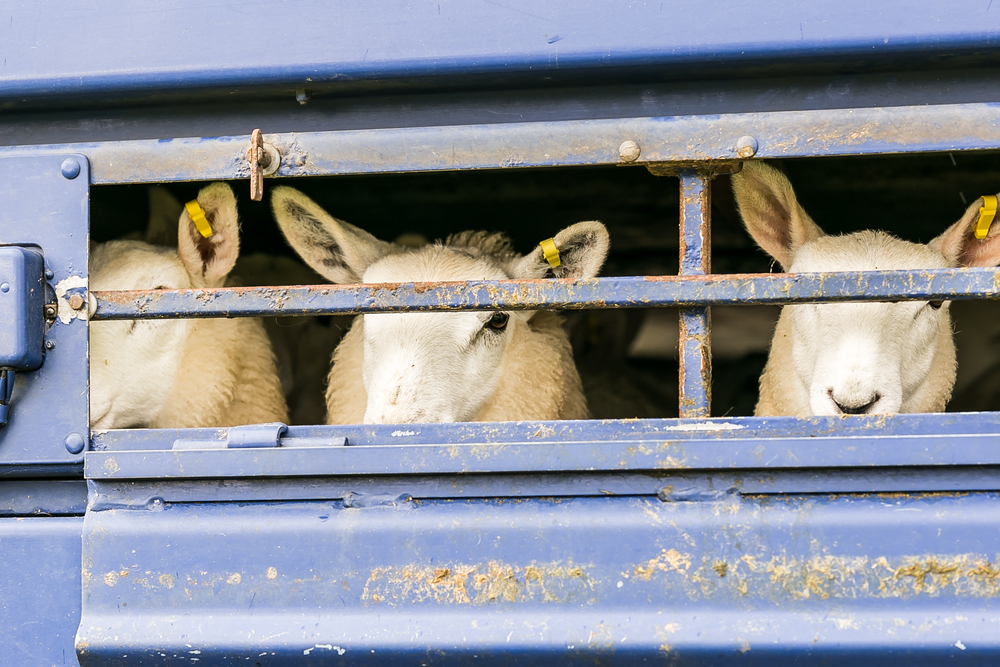 Sheep,In,Transportation,Truck,,England