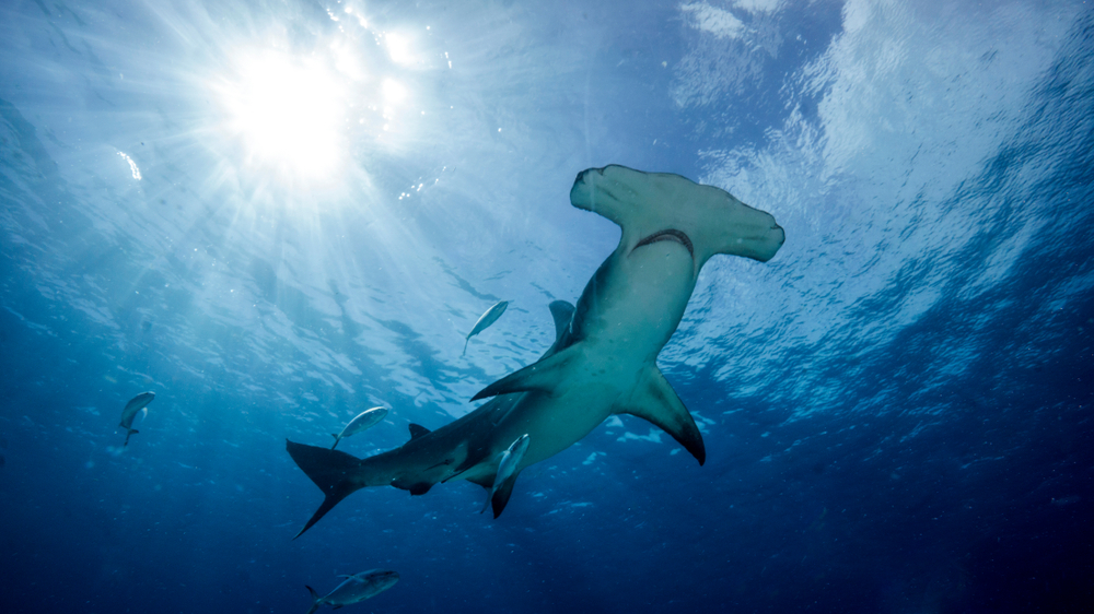 Espèces menacées : décision sur le sort des requins requiem et requins-marteaux