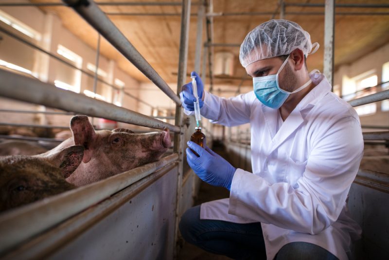 Les États membres de l’UE ont réduit les ventes d’antibiotiques à usage vétérinaire