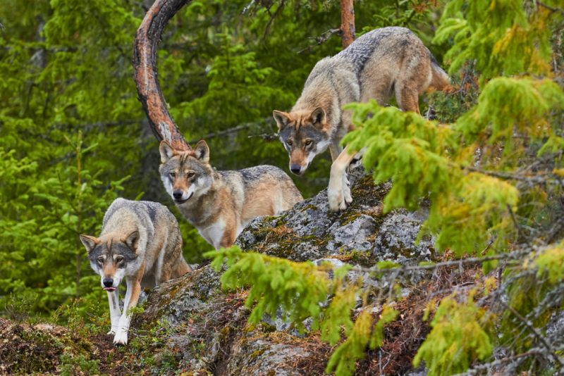 Le Parlement européen veut réduire le niveau de protection des loups