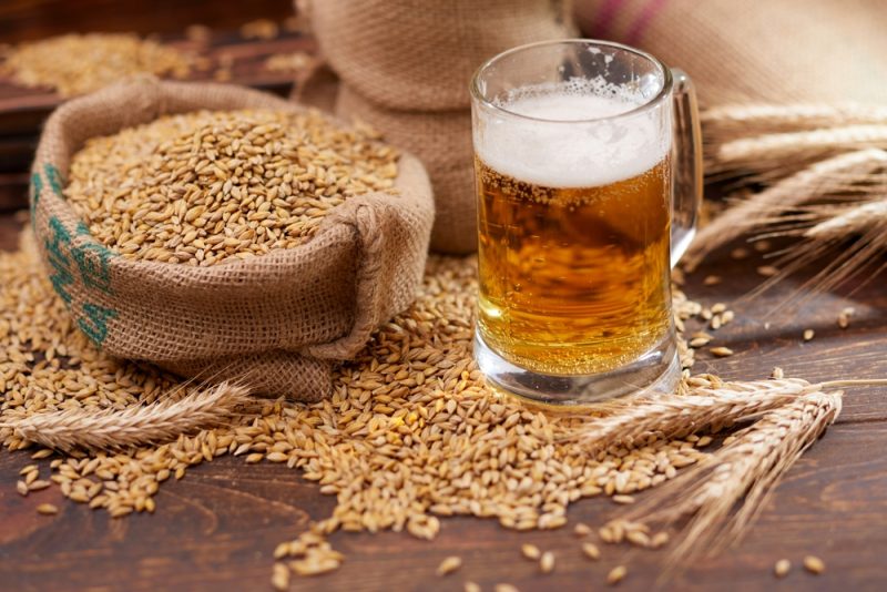 Menace sur la bière : les producteurs de malt frappés par la crise énergétique