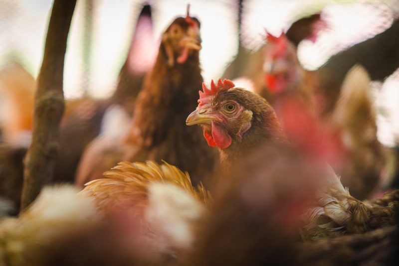 Grippe aviaire : le niveau de risque porté à « élevé » en France, les volailles confinées