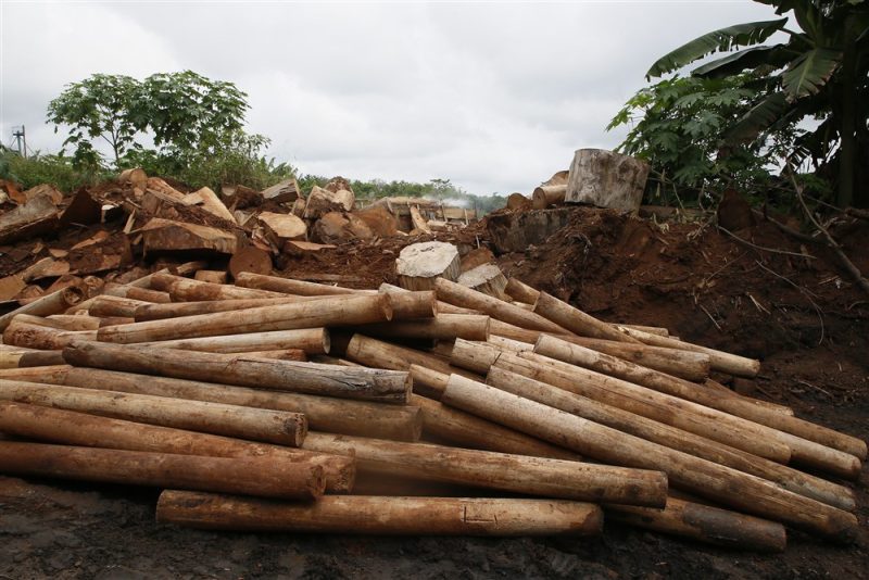 Accord trouvé sur l'interdiction des produits issus de la déforestation