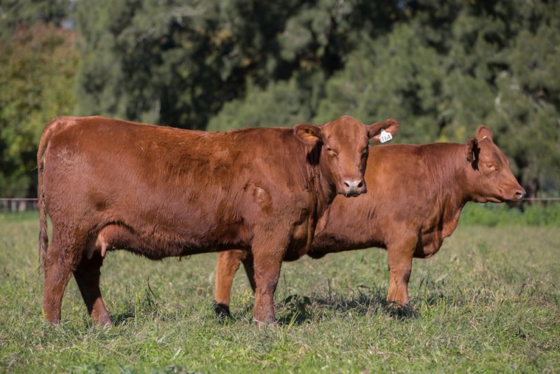 Une puce électronique sur les bovins corses pour éviter les fraudes aux aides européennes