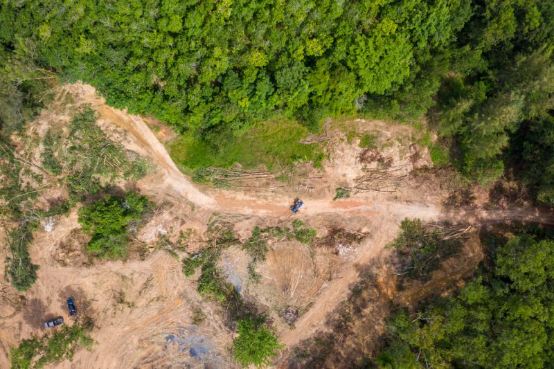 Déforestation : ultimes tractations pour verdir les importations de l'UE