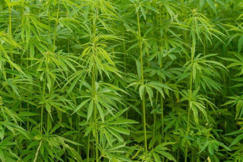 En Allemagne, le cannabis "made in Germany" impatient de prendre son essor
