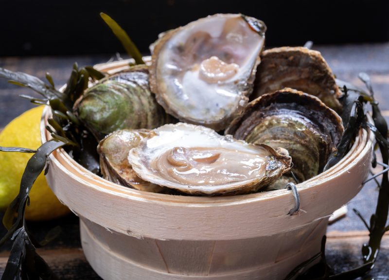L’huître plate à la reconquête de l’Europe