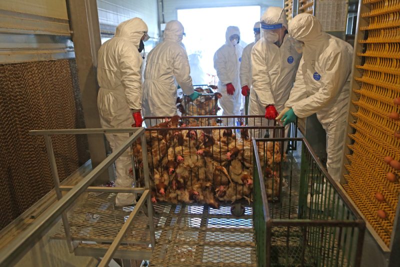 L'Europe fait face à la pire grippe aviaire de son histoire