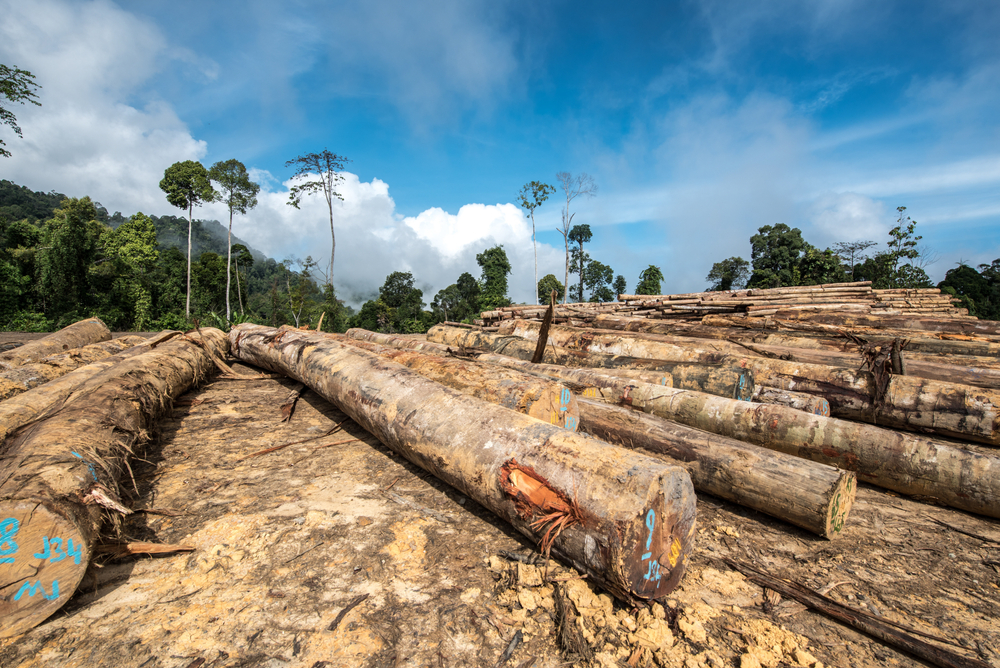 Rainforest,Jungle,In,Borneo,,Malaysia,,Deforestation,To,Make,Way,For