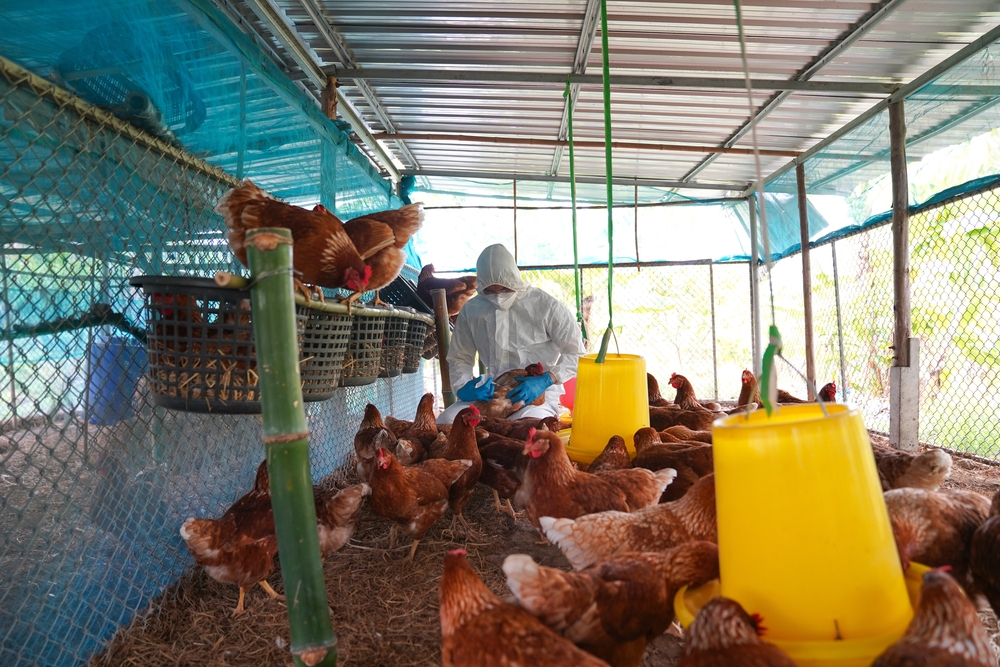 Veterinarians,Vaccinate,Against,Diseases,In,Poultry,Such,As,Farm,Chickens,
