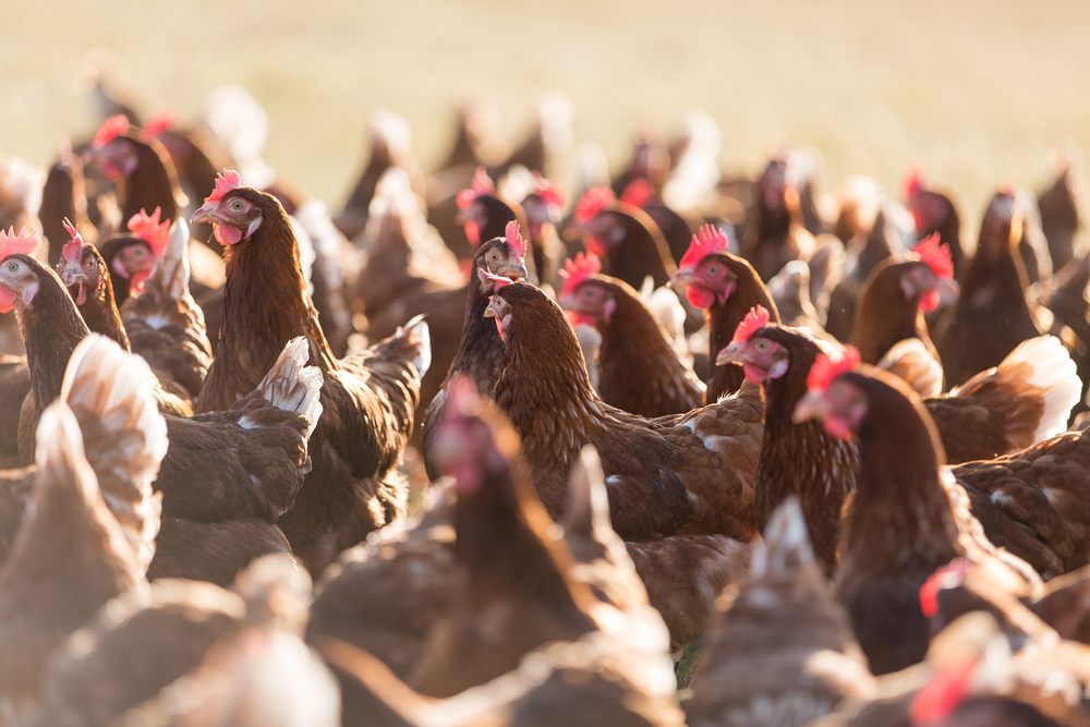 Chickens,Farm