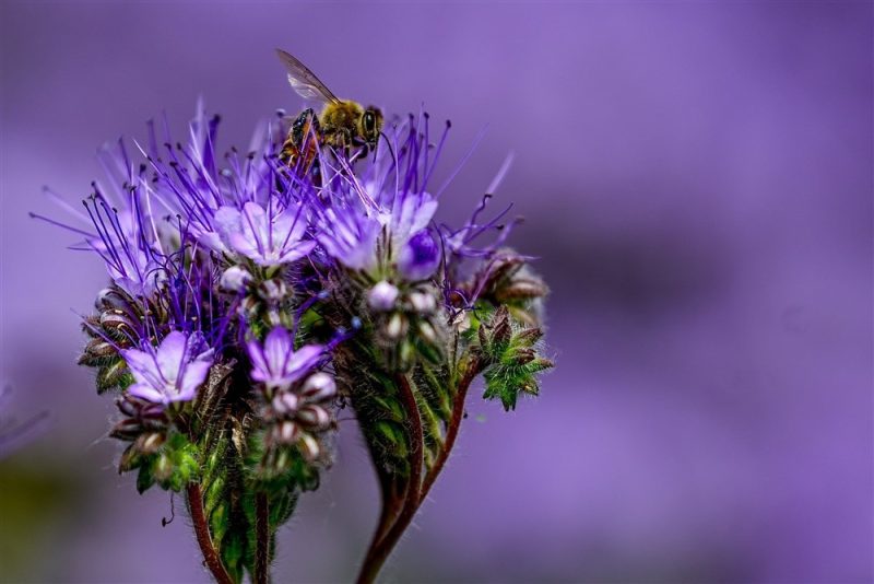 La Cour de justice de l’UE met fin aux dérogations temporaires pour les pesticides toxiques pour les abeilles