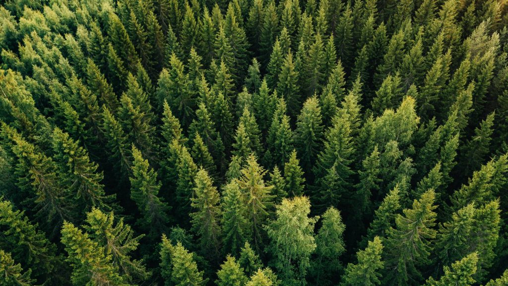 Trees top