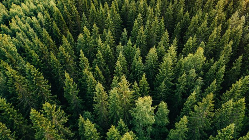 80 % des arbres sont malades en Allemagne, selon un rapport