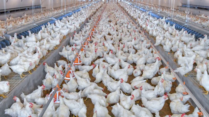 Grippe aviaire : un élevage tchèque va abattre 750 000 poules